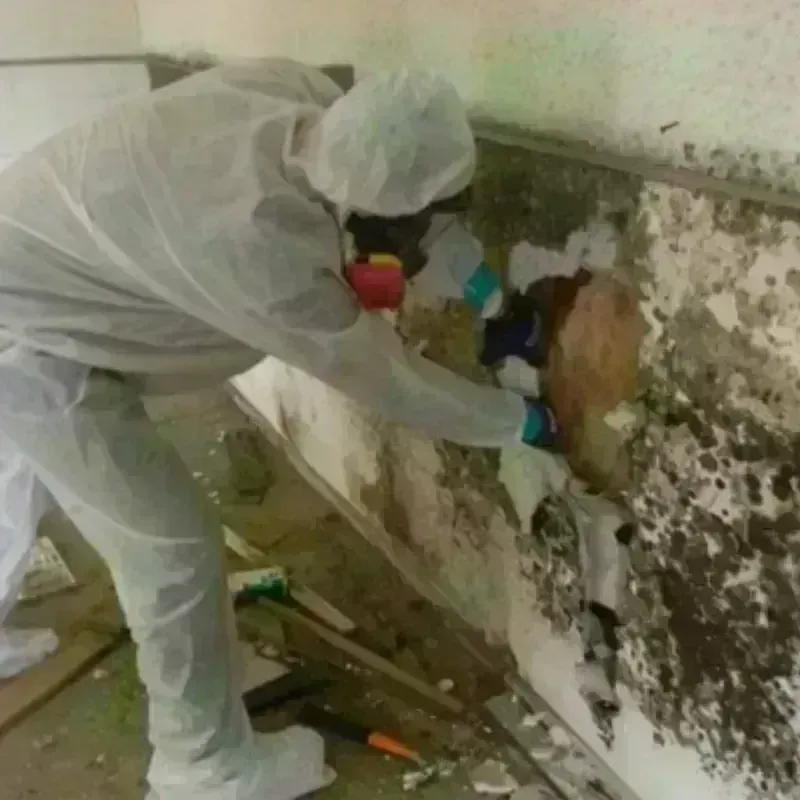 Mold Remediation and Removal in Colorado County, TX